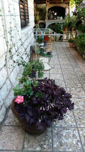Hostal Guesthouse Ivona