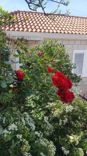 Hostal Guesthouse Ivona