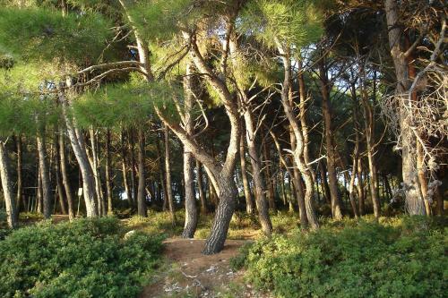 Apartment In Pula/istrien 11445