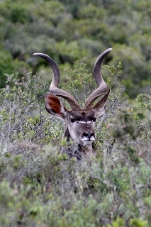 Hotel Garden Route Game Lodge