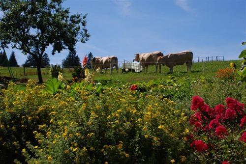 Hotel La Ferme Du Bois Barbu
