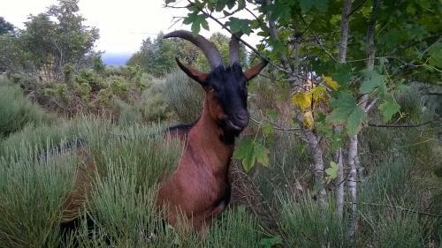 Bed & Breakfast Domaine Du Mas Du Taillet