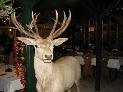 Hostal Aranyszarvas-goldener Hirsch Pension