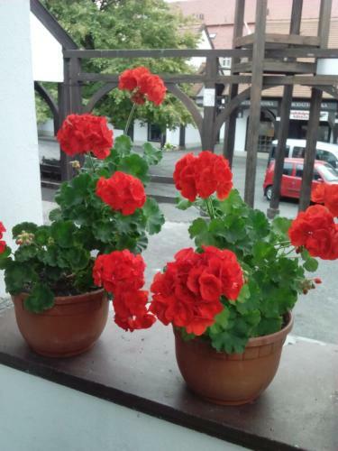 J�lia Apartman