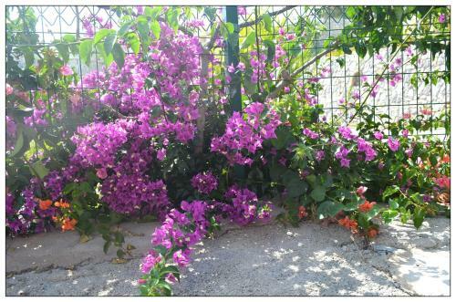 Apartamento Adastra Holiday Homes Bodrum Flamingo