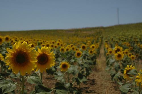 Agroturismo Casa Jazm�n