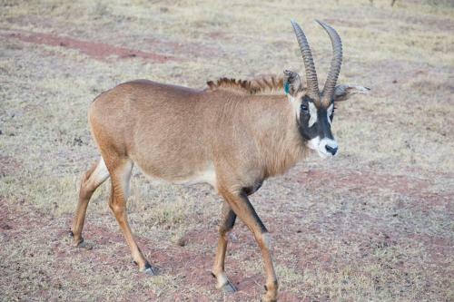 Arotin Game Lodge