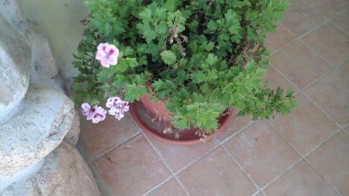 Bed & Breakfast Villa Renzo E Lucia