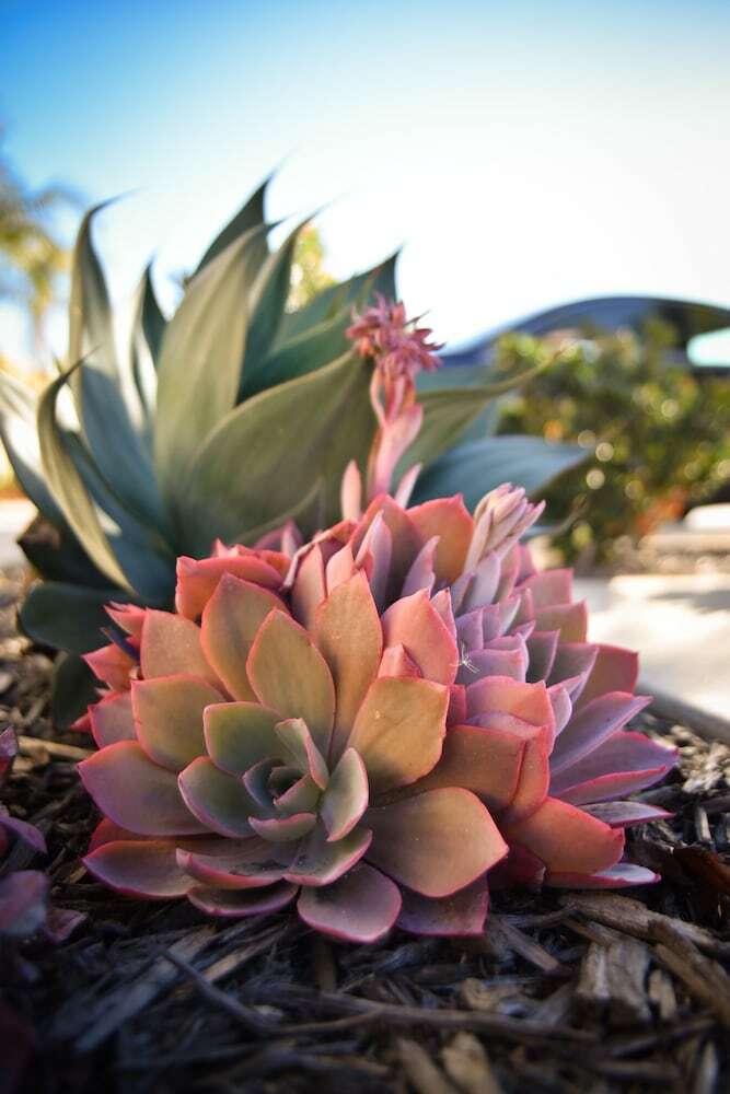 Hotel Hilton Garden Inn Santa Barbara/goleta