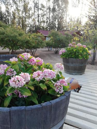 Caba�as A Algarrobo