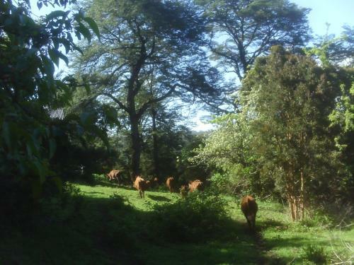 Agroturismo Caba�a Hecha En Minga Chilota