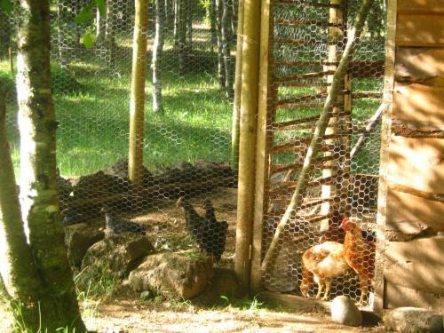 Agroturismo Caba�as Familia Caburgua