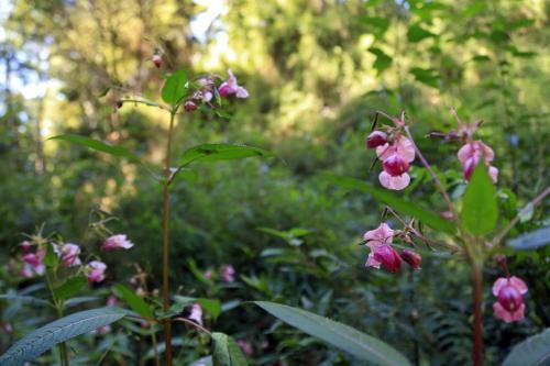 Caba�as Bosques De Loncotraro