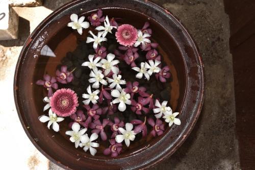 Kohaku Amber Kamakura Zaimokuza
