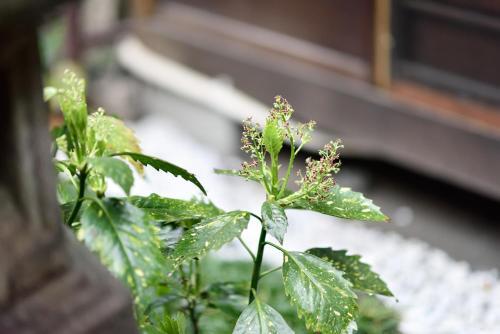 Hostal Rakusuian