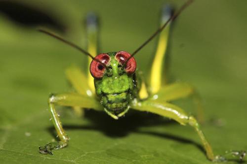 Tambopata Ecolodge