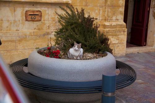 Bed & Breakfast Gozoluca