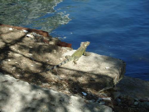 Apartamento Iguana