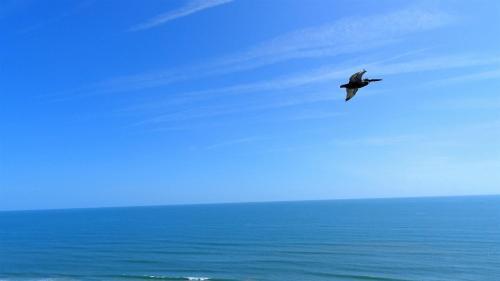 Apartamentos Ocean Walk Resort 1 - Br 1908