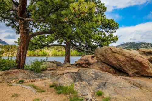 The Pine Cone