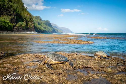 Apartamento Waipouli Beach Resort E106 Condo