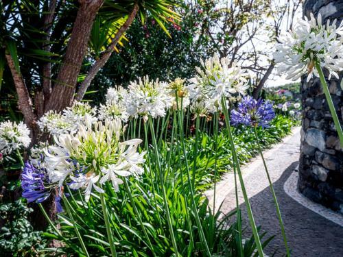 Villa Quinta Girassol By Ourmadeira