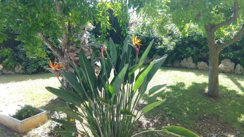 Bed & Breakfast Il Viale