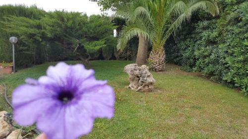 Bed & Breakfast Il Viale
