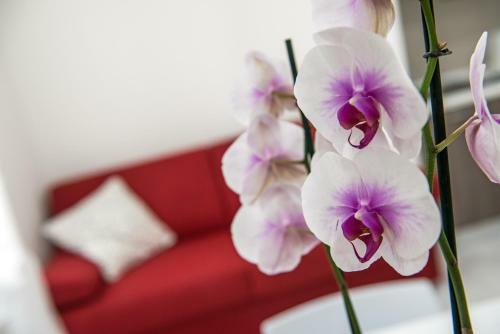 Calcara Family Aparthotel