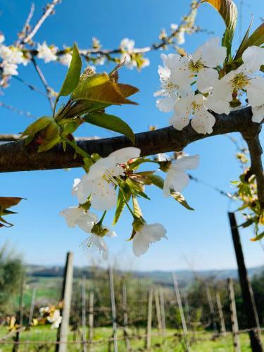 Bed & Breakfast Gli Elci