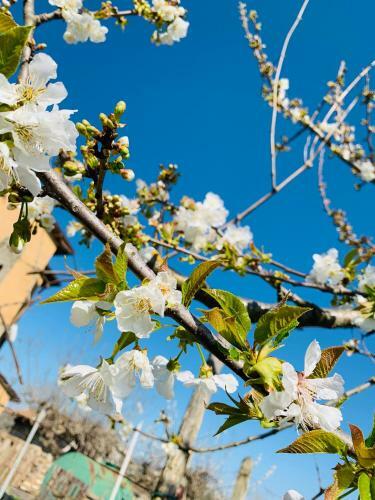 Bed & Breakfast Gli Elci