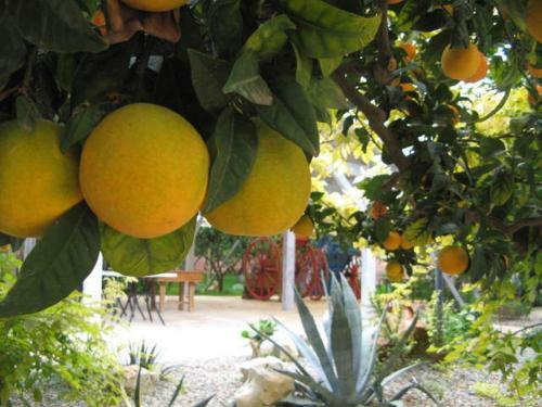 Masseria Asciano