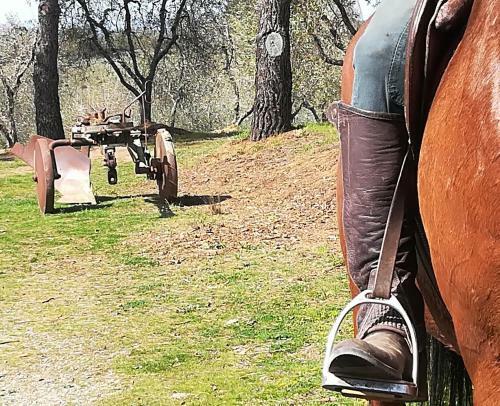 Agroturismo Agriturismo Il Riguardino