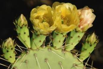 Hotel Hampton Inn & Suites Phoenix-surprise Az