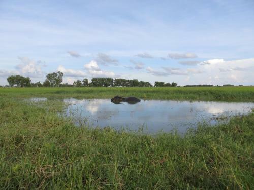The Siem Reap Countryside Homestay