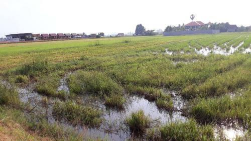 The Siem Reap Countryside Homestay