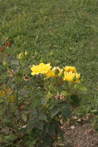 Apartment Bibinje 5778b
