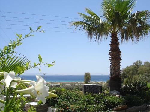 Apartamentos Dina Naxos Studios
