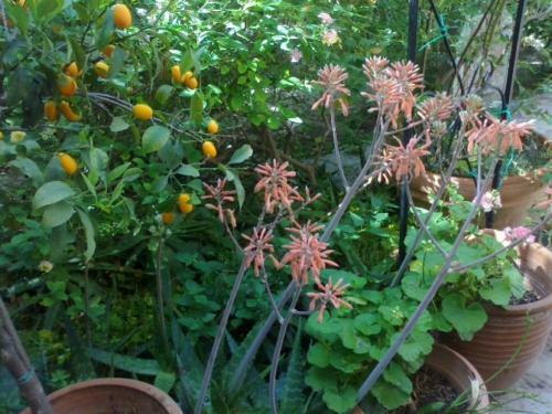 Apartamento Aegina Beach Suite