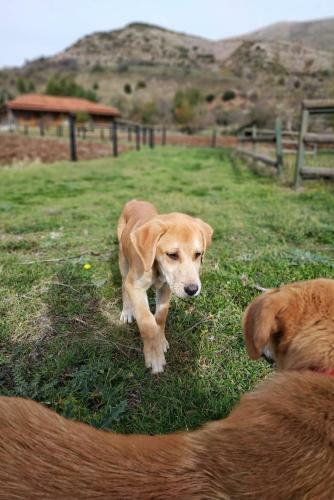 Hotel Orias Guesthouse & Farm