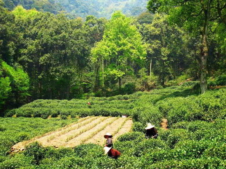 Hotel Four Points By Sheraton Hanzghou