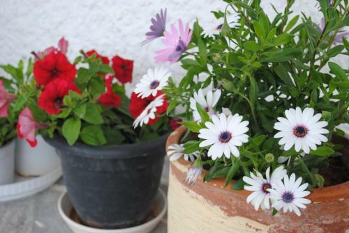 Andromachi Apartments