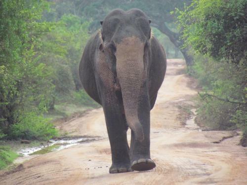 Sarath Home Stay And Safari