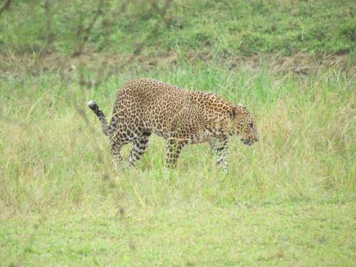 Sarath Home Stay And Safari