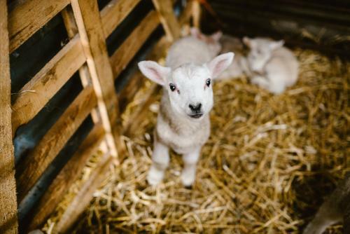Bed & Breakfast Bondcroft Farm