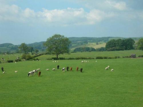 Burrow Meadows