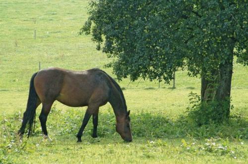 Agroturismo Hofgut Rickersreute