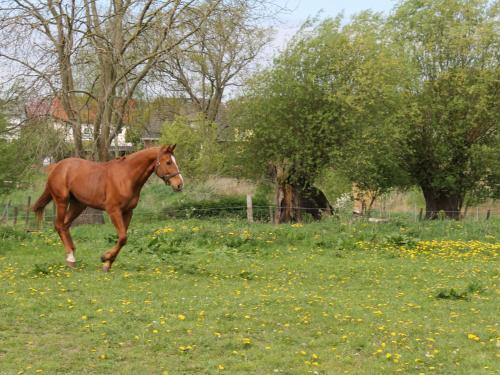 Idyllic Holiday Home In Biendorf Near Forest