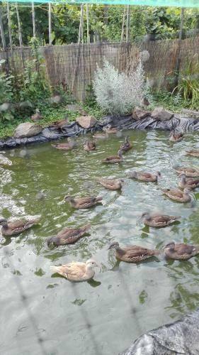 Agroturismo Farm Stay Lackovic