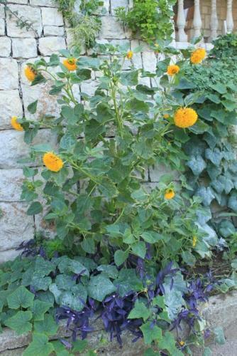 Apartamentos Studio Ubli 991a